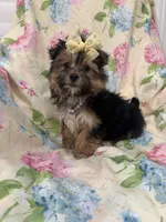 Sydney , a female Morkie for sale in Merritt Island, FL – Photo 8 of 9