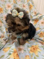 Sydney , a female Morkie for sale in Merritt Island, FL – Photo 2 of 9