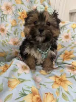 Sydney , a female Morkie for sale in Merritt Island, FL – Photo 5 of 9
