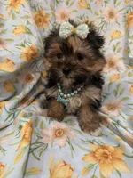 Sydney , a female Morkie for sale in Merritt Island, FL – Photo 6 of 9