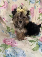 Sydney , a female Morkie for sale in Merritt Island, FL – Photo 9 of 9