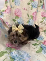 Sydney , a female Morkie for sale in Merritt Island, FL – Photo 5 of 9