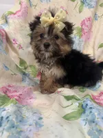 Sydney , a female Morkie for sale in Merritt Island, FL – Photo 2 of 9