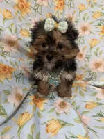 Sydney , a female Morkie for sale in Merritt Island, FL – Photo 7 of 9