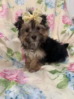 Sydney , a female Morkie for sale in Merritt Island, FL – Photo 7 of 9