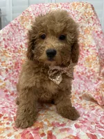 Oakley , a male Goldendoodle for sale in Merritt Island, FL – 5 of 10
