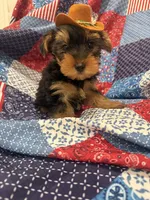 Teddy , a male Yorkshire Terrier for sale in Merritt Island, FL – 5 of 10
