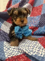 Teddy , a male Yorkshire Terrier for sale in Merritt Island, FL – 10 of 10