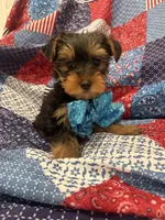 Teddy , a male Yorkshire Terrier for sale in Merritt Island, FL – 8 of 10