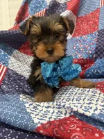 Teddy , a male Yorkshire Terrier for sale in Merritt Island, FL – 7 of 10