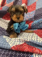 Teddy , a male Yorkshire Terrier for sale in Merritt Island, FL – 9 of 10