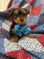 Teddy , a male Yorkshire Terrier for sale in Merritt Island, FL – 3 of 10