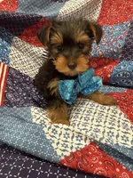 Teddy , a male Yorkshire Terrier for sale in Merritt Island, FL – 2 of 10