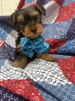 Teddy , a male Yorkshire Terrier for sale in Merritt Island, FL – 6 of 10