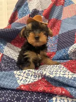 Teddy , a male Yorkshire Terrier for sale in Merritt Island, FL – 4 of 10