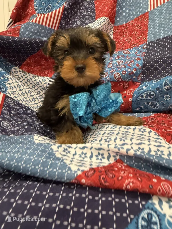 Teddy  – Yorkshire Terrier puppy for sale in Merritt Island, FL