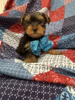 Teddy , a male Yorkshire Terrier for sale in Merritt Island, FL – 1 of 10