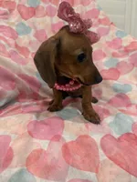 Winnie , a female Miniature Dachshund for sale in Merritt Island, FL – 4 of 10