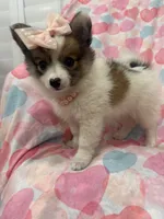 Pearl , a female Pomeranian for sale in Merritt Island, FL – 7 of 7