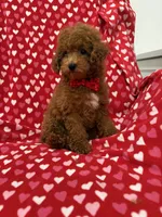 Cooper , a male Poodle - Miniature  for sale in Merritt Island, FL – 7 of 10