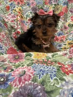 Violet , a female Yorkshire Terrier for sale in Merritt Island, FL – 3 of 7