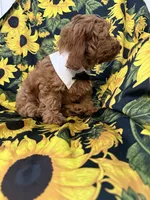 Cooper, a male Goldendoodle for sale in Merritt Island, FL – 3 of 8