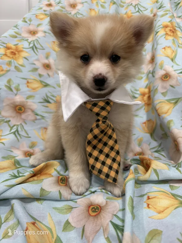 Mr. Fox – Pomeranian puppy for sale in Merritt Island, FL