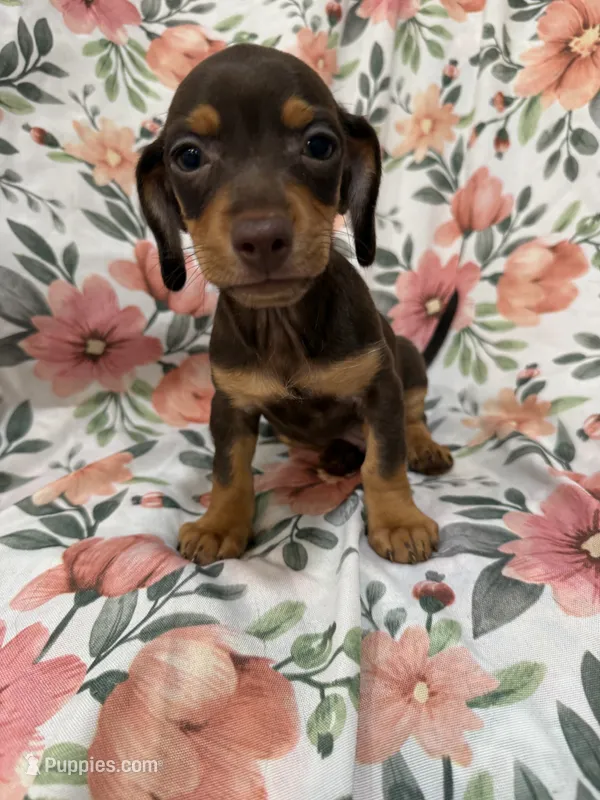 Mocha  – Miniature Dachshund puppy for sale in Merritt Island, FL