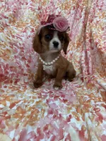 Scarlett , a female Cavalier King Charles Spaniel for sale in Merritt Island, FL – Photo 2 of 10