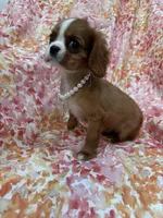 Scarlett , a female Cavalier King Charles Spaniel for sale in Merritt Island, FL – Photo 8 of 10
