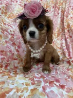 Scarlett , a female Cavalier King Charles Spaniel for sale in Merritt Island, FL – Photo 3 of 10