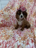 Scarlett , a female Cavalier King Charles Spaniel for sale in Merritt Island, FL – Photo 9 of 10