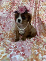 Scarlett , a female Cavalier King Charles Spaniel for sale in Merritt Island, FL – Photo 7 of 10
