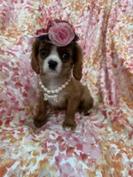 Scarlett , a female Cavalier King Charles Spaniel for sale in Merritt Island, FL – Photo 5 of 10