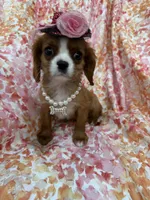 Scarlett , a female Cavalier King Charles Spaniel for sale in Merritt Island, FL – Photo 6 of 10