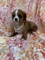 Scarlett , a female Cavalier King Charles Spaniel for sale in Merritt Island, FL – Photo 10 of 10