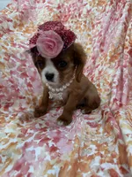 Scarlett , a female Cavalier King Charles Spaniel for sale in Merritt Island, FL – Photo 4 of 10