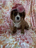 Scarlett , a female Cavalier King Charles Spaniel for sale in Merritt Island, FL – Photo 1 of 10