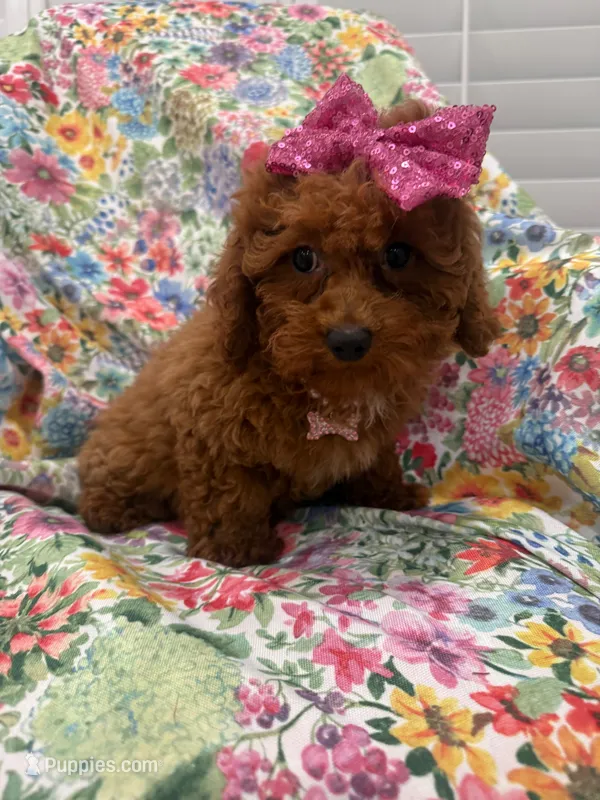 Paris  – Poodle - Miniature  puppy for sale in Merritt Island, FL