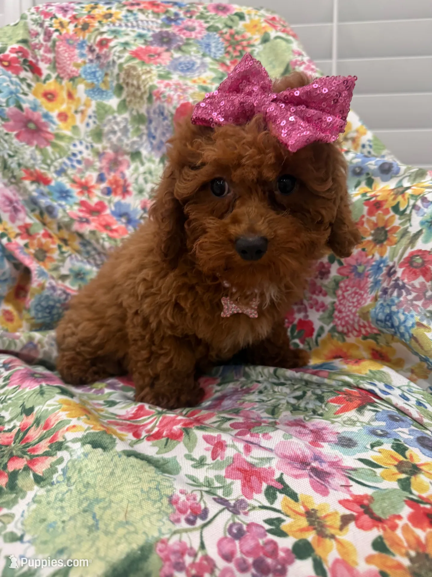 Paris , a female Poodle - Miniature  for sale in Merritt Island, FL – 1 of 10