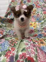 Paisley , a female Pomeranian for sale in Merritt Island, FL – 9 of 10