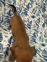 Tater Tot , a male Miniature Dachshund for sale in Merritt Island, FL – 9 of 9