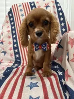 Rhett, a male Cavalier King Charles Spaniel for sale in Merritt Island, FL – 3 of 9
