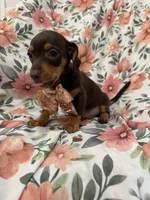 Mocha , a male Miniature Dachshund for sale in Merritt Island, FL – 9 of 9