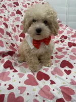 Peaches 🍑 , a male Maltipoo for sale in Merritt Island, FL – 1 of 9