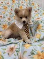 Mr. Fox, a male Pomeranian for sale in Merritt Island, FL – 4 of 10