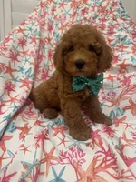 Cooper, a male Poodle - Miniature  for sale in Merritt Island, FL – 8 of 10