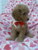 Simba , a male Poodle - Miniature  for sale in Merritt Island, FL – 3 of 10