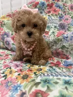 Lilly , a female Maltipoo for sale in Merritt Island, FL – 8 of 10