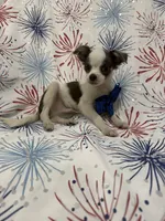 Taco , a male Chihuahua for sale in Merritt Island, FL – 3 of 10